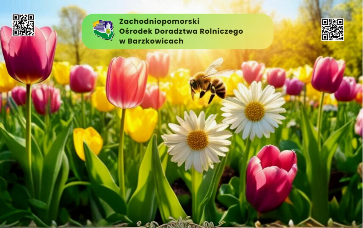 bukiet polnych kwiatów
