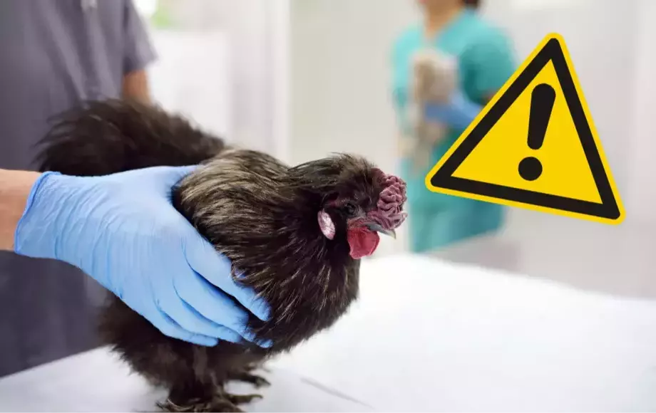 Grypa ptaków - zasady bioasekuracji